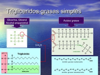 Trigliceridos grasas simplesTrigliceridos grasas simples
Glicerina, Glicerol
Alcohol propanotriol
Ácidos grasos
3 H2O
 