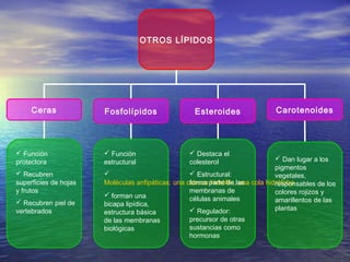 OTROS LÍPIDOS
Ceras Fosfolípidos Esteroides Carotenoides
 Función
protectora
 Recubren
superficies de hojas
y frutos
 Recubren piel de
vertebrados
 Función
estructural

Moléculas anfipáticas: una cabeza hidrófila, una cola hidrófoba
 forman una
bicapa lipídica,
estructura básica
de las membranas
biológicas
 Destaca el
colesterol
 Estructural:
forma parte de las
membranas de
células animales
 Regulador:
precursor de otras
sustancias como
hormonas
 Dan lugar a los
pigmentos
vegetales,
responsables de los
colores rojizos y
amarillentos de las
plantas
 