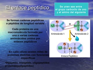 El enlace peptídicoEl enlace peptídico Se unen aas entre
el grupo carboxilo de uno
y el amino del siguiente
Se forman cadenas peptídicas
o péptidos de longitud variable
Cada proteína es una
macromolécula formada por
una o varias cadenas
aminoácidos unidos por
enlaces peptidicos
En cada célula existen miles de
proteínas distintas con funciones
específicas
•Dipeptido, tripeptido, oligopeptidos
proteínas(polipeptidos)
 