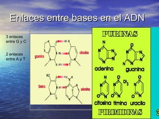 Enlaces entre bases en el ADNEnlaces entre bases en el ADN
3 enlaces
entre G y C
2 enlaces
entre A y T
 