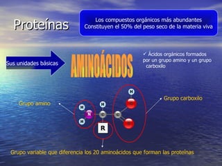 Proteínas Los compuestos orgánicos más abundantes Constituyen el 50% del peso seco de la materia viva Sus unidades básicas AMINOÁCIDOS Ácidos orgánicos formados por un grupo amino y un grupo  carboxilo Grupo carboxilo Grupo amino Grupo variable que diferencia los 20 aminoácidos que forman las proteínas 