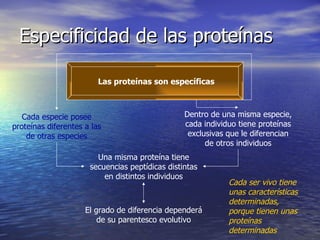 Especificidad de las proteínas Las proteínas son específicas Cada especie posee proteínas diferentes a las de otras especies Dentro de una misma especie, cada individuo tiene proteínas exclusivas que le diferencian de otros individuos Una misma proteína tiene secuencias peptídicas distintas en distintos individuos El grado de diferencia dependerá de su parentesco evolutivo Cada ser vivo tiene unas características determinadas, porque tienen unas proteínas determinadas 
