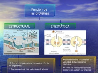 Son el principal material de construcción de los organismos Forman parte de casi todas sus estructuras biocatalizadores    aumentar la velocidad de las reacciones biológicas Todas las reacciones químicas celulares se realizan por enzimas Función de las proteínas ESTRUCTURAL ENZIMÁTICA 