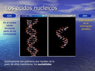 Los ácidos nucleicos  ADN ARN En el núcleo celular formando parte de los cromosomas Intermediario de la informacion genetica Químicamente son polímeros que resultan de la unión de otros monómeros: los  nucleótidos 