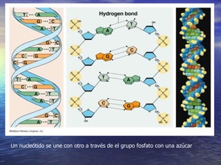 Un nucleótido se une con otro a través de el grupo fosfato con una azúcar 