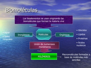 Biomoléculas Los bioelementos se unen originando las  biomoléculas que forman la materia viva Moléculas  Inorgánicos Orgánicos Agua Sales minerales Glúcidos Lípidos Proteínas Ácidos nucleicos Unión de numerosos monómeros POLÍMEROS Macromoléculas formadas a base de moléculas más sencillas 