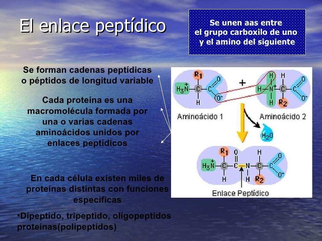 La Base Molecular Y Fisicoquímica De La Vida