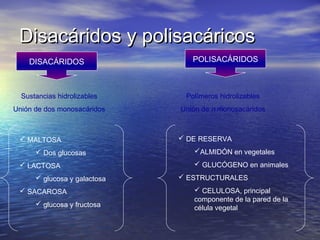 Disacáridos y polisacáricos
    DISACÁRIDOS                  POLISACÁRIDOS



  Sustancias hidrolizables     Polímeros hidrolizables
Unión de dos monosacáridos    Unión de n monosacáridos



  MALTOSA                     DE RESERVA
       Dos glucosas             ALMIDÓN en vegetales
  LACTOSA                        GLUCÓGENO en animales
       glucosa y galactosa    ESTRUCTURALES
  SACAROSA                       CELULOSA, principal
                                 componente de la pared de la
       glucosa y fructosa
                                 célula vegetal
 