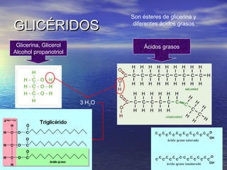 Son ésteres de glicerina y
GLICÉRIDOS                      diferentes ácidos grasos


 Glicerina, Glicerol                Ácidos grasos
Alcohol propanotriol




                       3 H2O
 