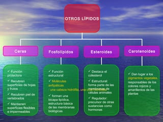 OTROS LÍPIDOS




     Ceras              Fosfolípidos                  Esteroides          Carotenoides




 Función                Función                    Destaca el
protectora              estructural                 colesterol             Dan lugar a los
                                                                          pigmentos vegetales,
 Recubren               Moléculas                   Estructural:       responsables de los
superficies de hojas    anfipáticas                  forma parte de las   colores rojizos y
y frutos                                             membranas de
                        : una cabeza hidrófila, una cola hidrófoba        amarillentos de las
                                                     células animales     plantas
 Recubren piel de       forman una
vertebrados             bicapa lipídica,
                                                      Regulador:
                        estructura básica            precursor de otras
 Mantienen
                        de las membranas             sustancias como
superficies flexibles
                        biológicas                   hormonas
e impermeables
 