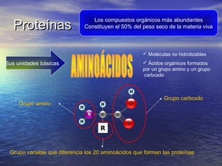 Proteínas
                                 Los compuestos orgánicos más abundantes
                              Constituyen el 50% del peso seco de la materia viva



                                                      Moléculas no hidrolizables
Sus unidades básicas                                  Ácidos orgánicos formados
                                                     por un grupo amino y un grupo
                                                      carboxilo



                                                              Grupo carboxilo
     Grupo amino




 Grupo variable que diferencia los 20 aminoácidos que forman las proteínas
 