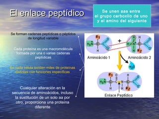 El enlace peptídico                             Se unen aas entre
                                            el grupo carboxilo de uno
                                             y el amino del siguiente


Se forman cadenas peptídicas o péptidos
          de longitud variable


  Cada proteína es una macromolécula
   formada por una o varias cadenas
               peptídicas

En cada célula existen miles de proteínas
   distintas con funciones específicas



       Cualquier alteración en la
 secuencia de aminoácidos, incluso
   la sustitución de un solo aa por
    otro, proporciona una proteína
                diferente
 