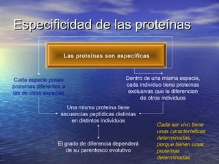 Especificidad de las proteínas

                     Las proteínas son específicas



 Cada especie posee                           Dentro de una misma especie,
proteínas diferentes a                        cada individuo tiene proteínas
las de otras especies                          exclusivas que le diferencian
                                                    de otros individuos
                      Una misma proteína tiene
                    secuencias peptídicas distintas
                        en distintos individuos
                                                          Cada ser vivo tiene
                                                          unas características
                                                          determinadas,
                  El grado de diferencia dependerá        porque tienen unas
                     de su parentesco evolutivo           proteínas
                                                          determinadas
 