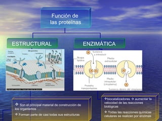 Función de
                        las proteínas



ESTRUCTURAL                                      ENZIMÁTICA




                                                       biocatalizadores  aumentar la
                                                       velocidad de las reacciones
 Son el principal material de construcción de         biológicas
los organismos
                                                        Todas las reacciones químicas
 Forman parte de casi todas sus estructuras
                                                       celulares se realizan por enzimas
 