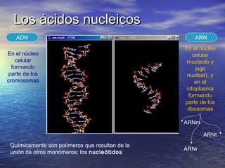 Los ácidos nucleicos
   ADN                                               ARN
                                                 En el núcleo
En el núcleo                                         celular
    celular                                       (nucleolo y
  formando                                            jugo
 parte de los                                     nuclear), y
cromosomas                                            en el
                                                  citoplasma
                                                   formando
                                                 parte de los
                                                  ribosomas

                                                 ARNm

                                                        ARNt
 Químicamente son polímeros que resultan de la
                                                 ARNr
 unión de otros monómeros: los nucleótidos
 