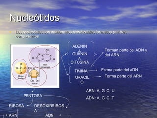 Nucleótidos
• Los nucleótidos son monómeros hidrolizables formados por tres
   componentes

                                 ADENIN
                                    A              Forman parte del ADN y
                                 GUANIN            del ARN
                                    A
                                CITOSINA

                                  TIMINA         Forma parte del ADN
                                   URACIL          Forma parte del ARN
                                     O

                                         ARN: A, G, C, U
       PENTOSA
                                         ADN: A, G, C, T
RIBOSA       DESOXIRRIBOS
             A
ARN              ADN
 