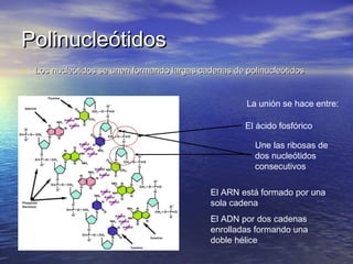 Polinucleótidos
• Los nucleótidos se unen formando largas cadenas de polinucleótidos


                                                      La unión se hace entre:

                                                     El ácido fosfórico

                                                        Une las ribosas de
                                                        dos nucleótidos
                                                        consecutivos

                                             El ARN está formado por una
                                             sola cadena
                                             El ADN por dos cadenas
                                             enrolladas formando una
                                             doble hélice
 
