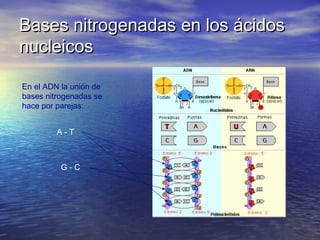 Bases nitrogenadas en los ácidos
nucleicos

En el ADN la unión de
bases nitrogenadas se
hace por parejas:


         A-T



          G-C
 