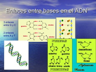 Enlaces entre bases en el ADN
3 enlaces
entre G y C


2 enlaces
entre A y T
 