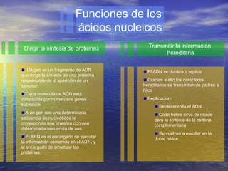 Funciones de los
                            ácidos nucleicos
 Dirigir la síntesis de proteínas           Transmitir la información
                                                  hereditaria

   Un gen es un fragmento de ADN            El ADN se duplica o replica
que dirige la síntesis de una proteína,
responsable de la aparición de un            Gracias a ello los caracteres
carácter.                                 hereditarios se transmiten de padres a
                                          hijos
  Cada molécula de ADN está
constituida por numerosos genes             Replicación:
sucesivos                                        Se desenrolla el ADN
  A un gen con una determinada                   Cada hebra sirve de molde
secuencia de nucleótidos le                    para la síntesis de la cadena
corresponde una proteína con una               complementaria
determinada secuencia de aas.
                                                 Se vuelven a enrollar en la
   El ARN es el encargado de ejecutar          doble hélice
la información contenida en el ADN, y
el encargado de sintetizar las
proteínas.
 
