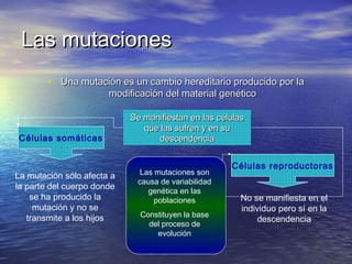 Las mutaciones
        • Una mutación es un cambio hereditario producido por la
                       modificación del material genético

                            Se manifiestan en las células
                               que las sufren y en su
Células somáticas                  descendencia


                                                     Células reproductoras
La mutación sólo afecta a     Las mutaciones son
                             causa de variabilidad
la parte del cuerpo donde       genética en las
    se ha producido la            poblaciones           No se manifiesta en el
     mutación y no se                                   individuo pero sí en la
   transmite a los hijos      Constituyen la base
                                                            descendencia
                                del proceso de
                                  evolución
 