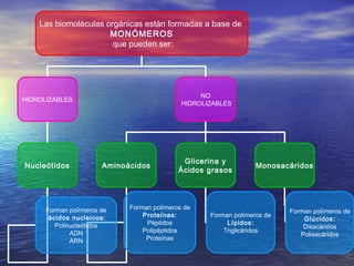Las biomoléculas orgánicas están formadas a base de
                      MONÓMEROS
                       que pueden ser:




                                                  NO
HIDROLIZABLES
                                             HIDROLIZABLES




                                             Glicerina y
Nucleótidos            Aminoácidos                                Monosacáridos
                                            Ácidos grasos




      Forman polímeros de    Forman polímeros de
                                                                          Forman polímeros de
       ácidos nucleicos:         Proteínas:         Forman polímeros de
                                                                              Glúcidos:
         Polinucleótidos          Péptidos               Lípidos:
                                                                              Disacáridos
              ADN                Polipéptidos           Triglicéridos
                                                                             Polisacáridos
              ARN                 Proteínas
 