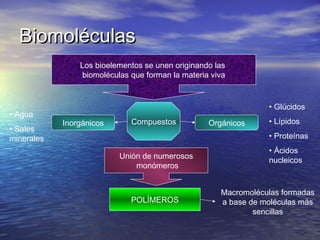 Biomoléculas
                Los bioelementos se unen originando las
                biomoléculas que forman la materia viva


                                                                • Glúcidos
• Agua
            Inorgánicos      Compuestos           Orgánicos     • Lípidos
• Sales
minerales                                                       • Proteínas
                                                                • Ácidos
                          Unión de numerosos
                                                                nucleicos
                              monómeros


                                                     Macromoléculas formadas
                             POLÍMEROS               a base de moléculas más
                                                             sencillas
 