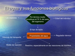El agua y sus funciones biológicas

    Las especies              Por término medio
                          constituye el 75 % del peso        Edad del individuo
                                 del organismo



                              El tipo de tejido


                              Propiedades del agua           Regulador térmico
Vehículo de transporte



    Medio de reacción    Reactivo, especialmente en las reacciones de hidrólisis
 