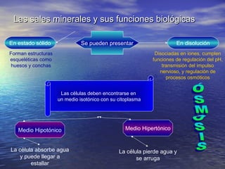 Las sales minerales y sus funciones biológicas

En estado sólido               Se pueden presentar                    En disolución
Forman estructuras                                           Disociadas en iones, cumplen
esqueléticas como                                           funciones de regulación del pH,
 huesos y conchas                                               transmisión del impulso
                                                               nervioso, y regulación de
                                                                  procesos osmóticos


                      Las células deben encontrarse en
                     un medio isotónico con su citoplasma




   Medio Hipotónico                               Medio Hipertónico


La célula absorbe agua                         La célula pierde agua y
   y puede llegar a                                   se arruga
        estallar
 