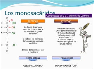 Los monosacáridos Compuestos de 3 a 7 átomos de Carbono C C C C . . . ALDOSAS Un átomo de carbono unido por doble enlace al O, formando el grupo carbonilo H = O El resto de los átomos de Carbono posee un grupo alcohólico OH OH OH El resto de los enlaces con el Hidrógeno H H H H CETOSAS Un átomo de carbono unido por doble enlace al O, formando el grupo carbonilo, pero en el segundo carbono, formando un grupo cetónico en lugar de un grupo aldehído OH H H = O Triosa aldosa Triosa cetosa GLICERALDEHIDO DIHIDROXIACETONA 