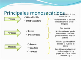 Principales monosacáridos Triosas Gliceraldehído Dihidroxiacetona Uno es un aldehído, el otro es una cetona Se diferencia en la posición del doble enlace con el Oxígeno Pentosas Ribosa Desoxirribosa Son aldosas Se diferencian en que la desoxirribosa carece de grupo alcohólico en el 2º carbono Hexosas Glucosa Galactosa Fructosa Glucosa y galactosa son aldosas, la fructosa es cetosa Las aldosas se diferencian en la posición de los grupos alcohólicos de los carbonos 2 y 3 