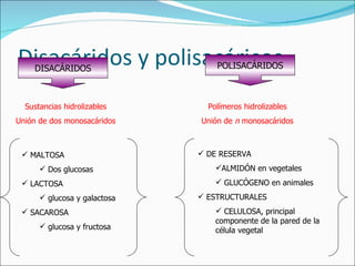 Disacáridos y polisacáricos DISACÁRIDOS Sustancias hidrolizables Unión de dos monosacáridos MALTOSA Dos glucosas LACTOSA glucosa y galactosa SACAROSA glucosa y fructosa POLISACÁRIDOS Polímeros hidrolizables Unión de  n  monosacáridos DE RESERVA ALMIDÓN en vegetales GLUCÓGENO en animales ESTRUCTURALES CELULOSA, principal componente de la pared de la célula vegetal 
