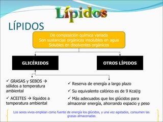 LÍPIDOS De composición química variada Son sustancias orgánicas insolubles en agua Solubles en disolventes orgánicos GLICÉRIDOS OTROS LÍPIDOS GRASAS y SEBOS    sólidos a temperatura ambiental ACEITES    líquidos a temperatura ambiental Reserva de energía a largo plazo Su equivalente calórico es de 9 Kcal/g Más adecuados que los glúcidos para almacenar energía, ahorrando espacio y peso Los seres vivos emplean como fuente de energía los glúcidos, y una vez agotados, consumen las grasas almacenadas 