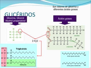 GLICÉRIDOS Son ésteres de glicerina y diferentes ácidos grasos Glicerina, Glicerol Alcohol propanotriol Ácidos grasos 3 H 2 O 