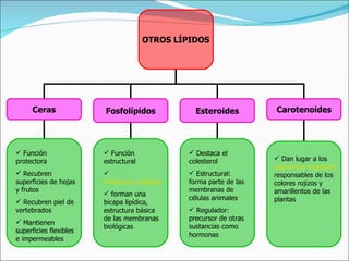 Función protectora Recubren superficies de hojas y frutos Recubren piel de vertebrados Mantienen superficies flexibles e impermeables Función estructural Moléculas anfipáticas: una cabeza hidrófila, una cola hidrófoba forman una bicapa lipídica, estructura básica de las membranas biológicas Destaca el colesterol Estructural: forma parte de las membranas de células animales Regulador: precursor de otras sustancias como hormonas Dan lugar a los  pigmentos vegetales,  responsables de los colores rojizos y amarillentos de las plantas OTROS LÍPIDOS Ceras Fosfolípidos Esteroides Carotenoides 