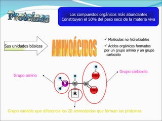 Los compuestos orgánicos más abundantes Constituyen el 50% del peso seco de la materia viva Sus unidades básicas AMINOÁCIDOS Moléculas no hidrolizables Ácidos orgánicos formados por un grupo amino y un grupo  carboxilo Grupo carboxilo Grupo amino Grupo variable que diferencia los 20 aminoácidos que forman las proteínas 