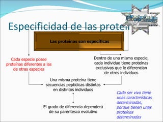 Especificidad de las proteínas Las proteínas son específicas Cada especie posee proteínas diferentes a las de otras especies Dentro de una misma especie, cada individuo tiene proteínas exclusivas que le diferencian de otros individuos Una misma proteína tiene secuencias peptídicas distintas en distintos individuos El grado de diferencia dependerá de su parentesco evolutivo Cada ser vivo tiene unas características determinadas, porque tienen unas proteínas determinadas 