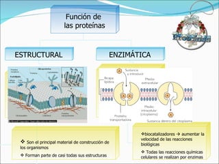 Son el principal material de construcción de los organismos Forman parte de casi todas sus estructuras biocatalizadores    aumentar la velocidad de las reacciones biológicas Todas las reacciones químicas celulares se realizan por enzimas Función de las proteínas ESTRUCTURAL ENZIMÁTICA 