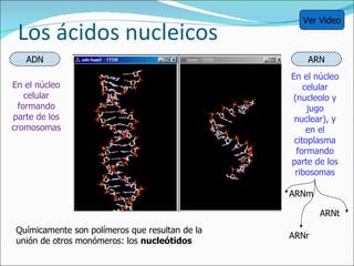Los ácidos nucleicos  ADN ARN En el núcleo celular formando parte de los cromosomas En el núcleo celular (nucleolo y jugo nuclear), y en el citoplasma formando parte de los ribosomas ARNm ARNt ARNr Químicamente son polímeros que resultan de la unión de otros monómeros: los  nucleótidos Ver Video 