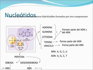 Nucleótidos Los nucleótidos son monómeros hidrolizables formados por tres componentes PENTOSA RIBOSA ARN DESOXIRRIBOSA ADN ADENINA GUANINA CITOSINA Forman parte del ADN y del ARN TIMINA Forma parte del ADN URACILO Forma parte del ARN ARN: A, G, C, U ADN: A, G, C, T 