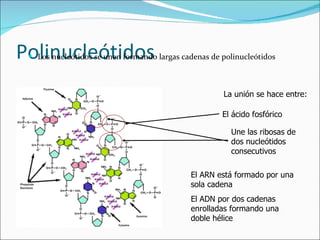 Polinucleótidos Los nucleótidos se unen formando largas cadenas de polinucleótidos La unión se hace entre: El ácido fosfórico  Une las ribosas de dos nucleótidos consecutivos El ARN está formado por una sola cadena El ADN por dos cadenas enrolladas formando una doble hélice 