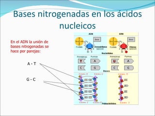 Bases nitrogenadas en los ácidos nucleicos En el ADN la unión de bases nitrogenadas se hace por parejas: A - T G - C 