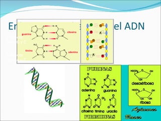 Enlaces entre bases en el ADN 3 enlaces entre G y C 2 enlaces entre A y T 
