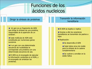 Un gen es un fragmento de ADN que dirige la síntesis de una proteína, responsable de la aparición de un carácter. Cada molécula de ADN está constituida por numerosos genes sucesivos A un gen con una determinada secuencia de nucleótidos le corresponde una proteína con una determinada secuencia de aas. El ARN es el encargado de ejecutar la información contenida en el ADN, y el encargado de sintetizar las proteínas. El ADN se duplica o replica Gracias a ello los caracteres hereditarios se transmiten de padres a hijos Replicación: Se desenrolla el ADN Cada hebra sirve de molde para la síntesis de la cadena complementaria Se vuelven a enrollar en la doble hélice Funciones de los  ácidos nucleicos Dirigir la síntesis de proteínas Transmitir la información  hereditaria 