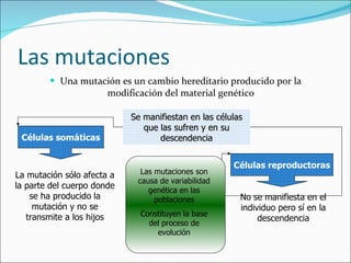 Las mutaciones Una mutación es un cambio hereditario producido por la modificación del material genético Se manifiestan en las células que las sufren y en su descendencia Células somáticas La mutación sólo afecta a la parte del cuerpo donde se ha producido la mutación y no se transmite a los hijos Células reproductoras No se manifiesta en el individuo pero sí en la descendencia Las mutaciones son causa de variabilidad genética en las poblaciones Constituyen la base del proceso de evolución 