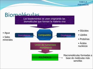 Biomoléculas Los bioelementos se unen originando las  biomoléculas que forman la materia viva Compuestos Inorgánicos Orgánicos Agua Sales minerales Glúcidos Lípidos Proteínas Ácidos nucleicos Unión de numerosos monómeros POLÍMEROS Macromoléculas formadas a base de moléculas más sencillas VER LA PIRAMIDE 