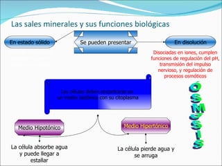 Las sales minerales y sus funciones biológicas Se pueden presentar En estado sólido Forman estructuras esqueléticas como huesos y conchas En disolución Disociadas en iones, cumplen funciones de regulación del pH, transmisión del impulso nervioso, y regulación de procesos osmóticos Las células deben encontrarse en  un medio isotónico con su citoplasma Medio Hipotónico La célula absorbe agua y puede llegar a estallar Medio Hipertónico La célula pierde agua y se arruga ÓSMOSIS 