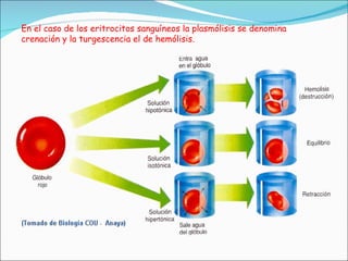 En el caso de los eritrocitos sanguíneos la plasmólisis se denomina crenación y la turgescencia el de hemólisis.  