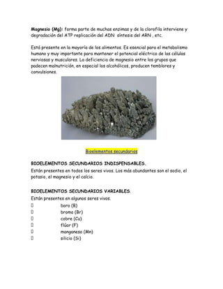 Magnesio (Mg): forma parte de muchas enzimas y de la clorofila interviene y
degradación del ATP replicación del ADN síntesis del ARN , etc.
Está presente en la mayoría de los alimentos. Es esencial para el metabolismo
humano y muy importante para mantener el potencial eléctrico de las células
nerviosas y musculares. La deficiencia de magnesio entre los grupos que
padecen malnutrición, en especial los alcohólicos, producen temblores y
convulsiones.

Bioelementos secundarios
BIOELEMENTOS SECUNDARIOS INDISPENSABLES.
Están presentes en todos los seres vivos. Los más abundantes son el sodio, el
potasio, el magnesio y el calcio.
BIOELEMENTOS SECUNDARIOS VARIABLES.
Están presentes en algunos seres vivos.







boro (B)
bromo (Br)
cobre (Cu)
flúor (F)
manganeso (Mn)
silicio (Si)

 
