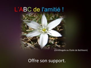 (Ornithogale ou Étoile de Bethleem) Offre son support. L’A B C   de   l'amitié ! 